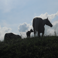 cavallo al pascolo